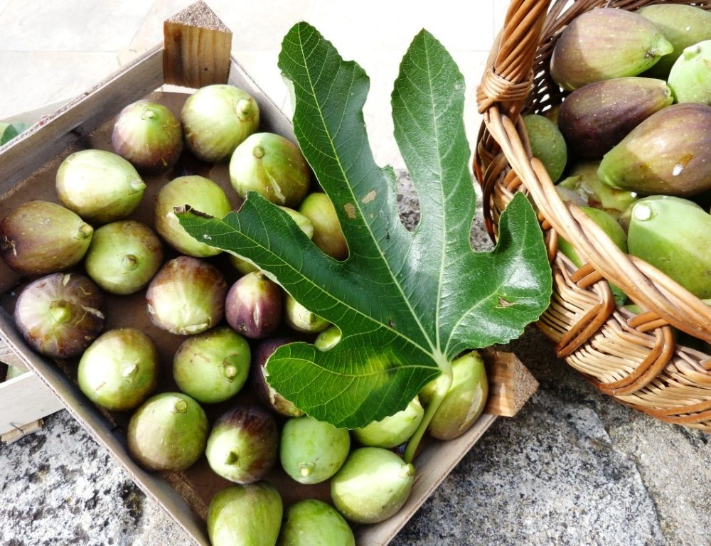 Récolte De Saison : Les Figues Du Moulin