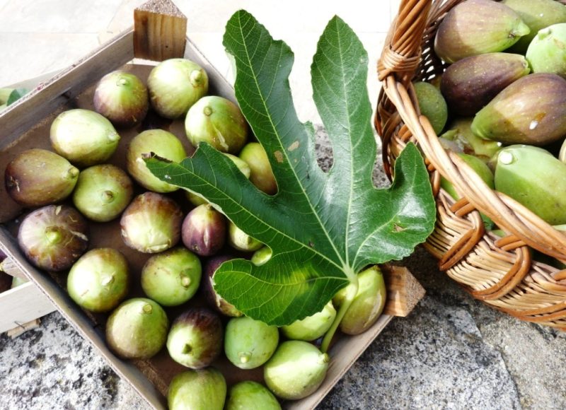 Récolte De Saison : Les Figues Du Moulin
