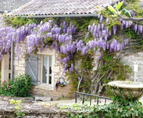 Maisonnette : La Glycine Envahie La Façade